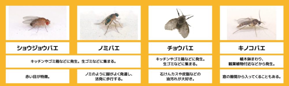 種類 コバエ の コバエの増殖を防げ！代表的な4種のコバエと3つのコバエ対策｜生活110番ニュース